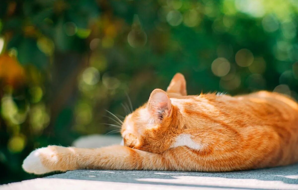 Красивые рыжие коты. Рыжий кот. Кот метис рыжий. Рыжий котик. Художник christina schulte.