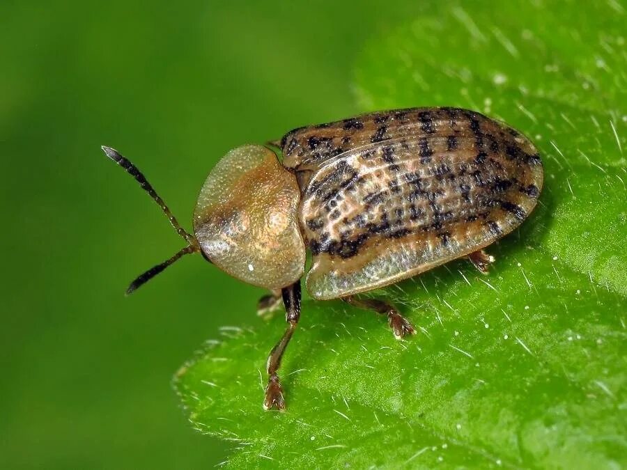 Щитоноска пижмовая. Щитоноска свекловичная - cassida nebulosa. Жук щитоноска. Cassida viridis. Жук листоед травяной.