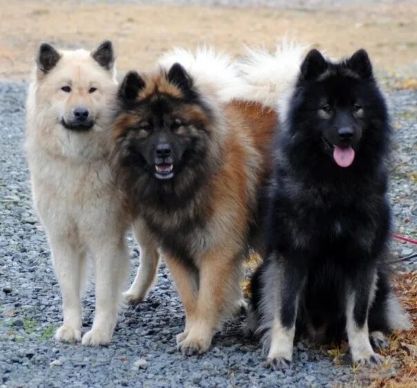 Евразийский шпиц фото Eurasier Perros bonitos, Perros, Razas de perros