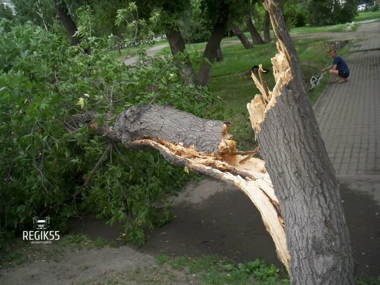 Фото упавших деревьев