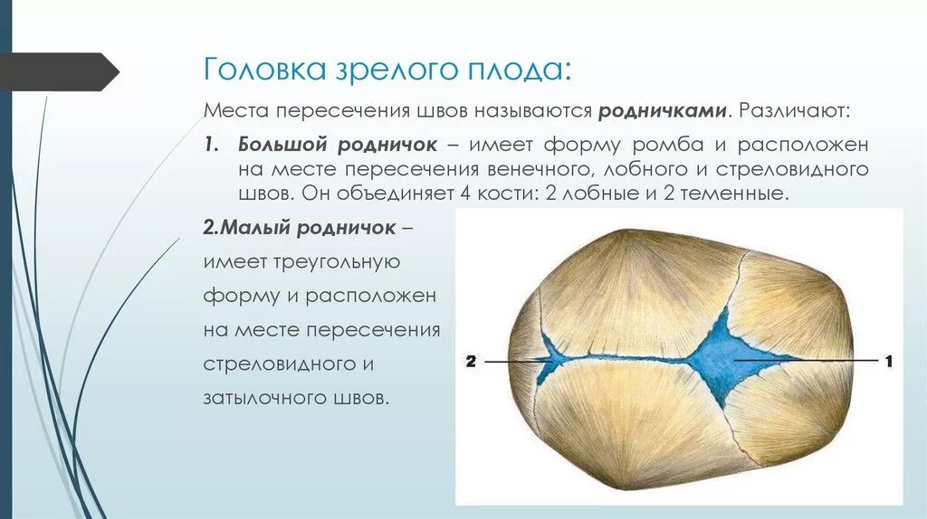 Роднички доношенного ребенка. Роднички у детей анатомия. Размеры головки зрелого плода. Швы черепа плода.