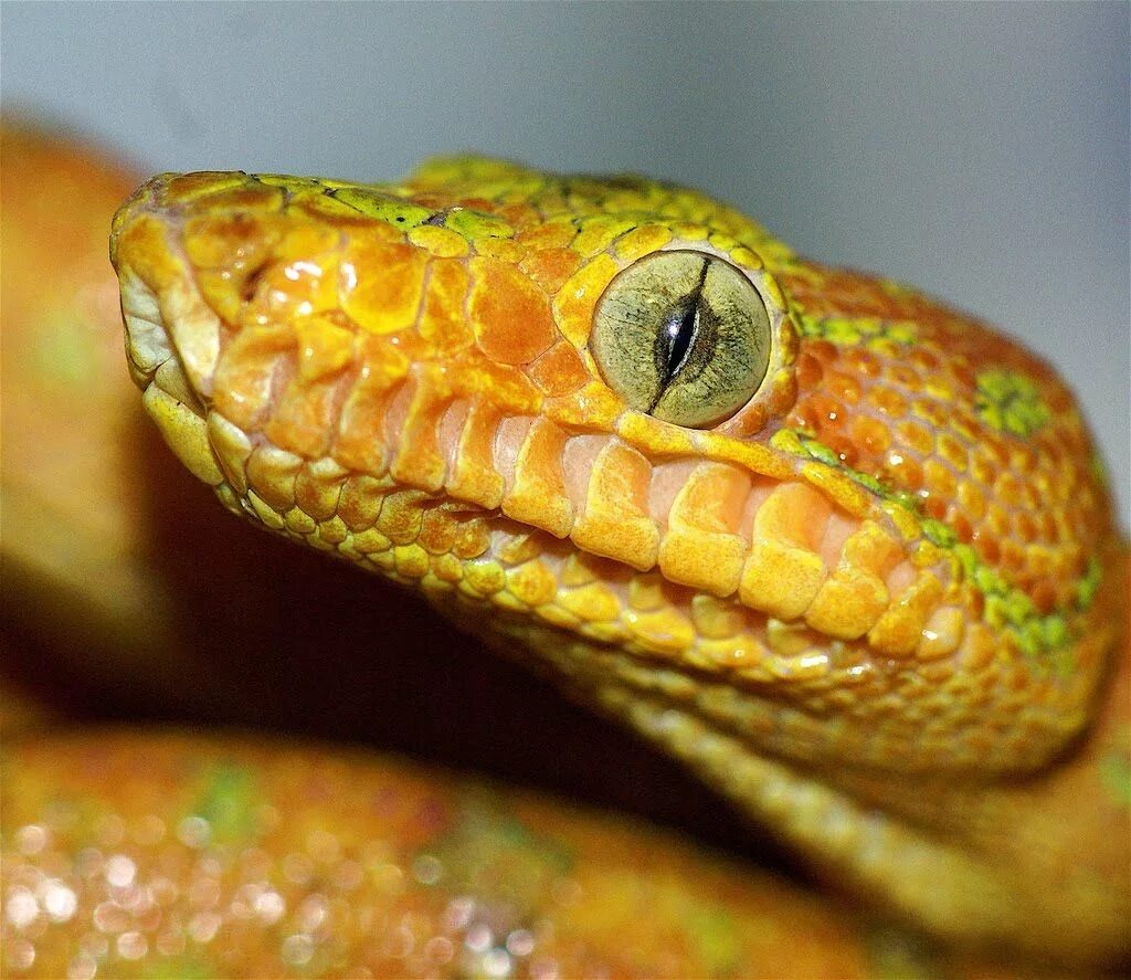 Какой элемент инфраглаза змеи выполняет. Желтая гадюка. Глаза змеи. Зрачок змеи. Змеиный зрачок.