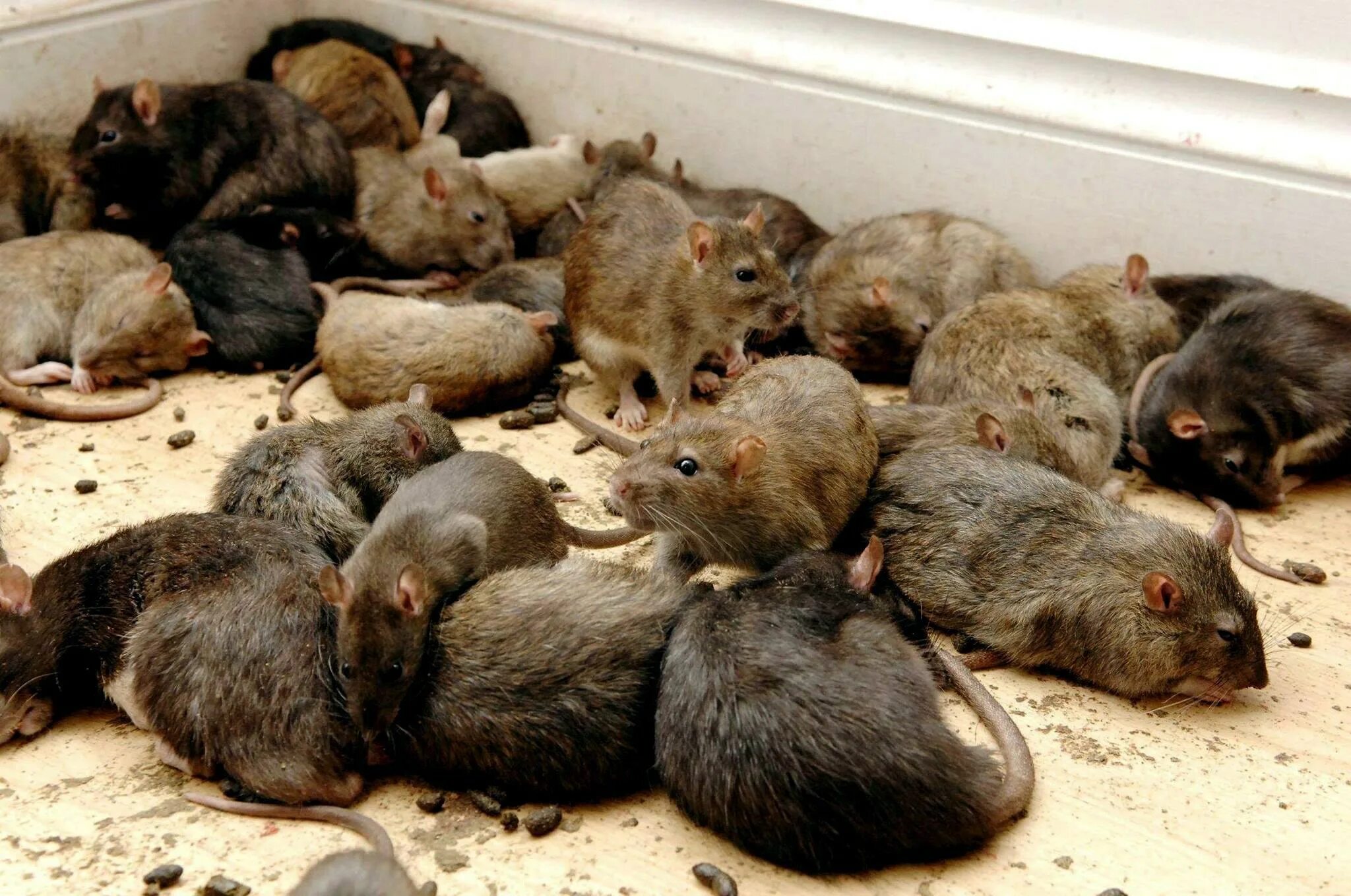 Едят ли мышей. Много крыс. Куча мышей.