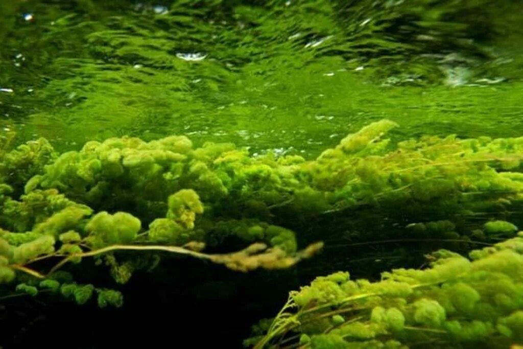 Зеленые водоросли Chlorophyta. Водоросли Macarenia clavigera. Кладофора Бродячая водоросль черного моря. Ламинария зеленая.