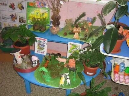 Растения уголка природы средней группы