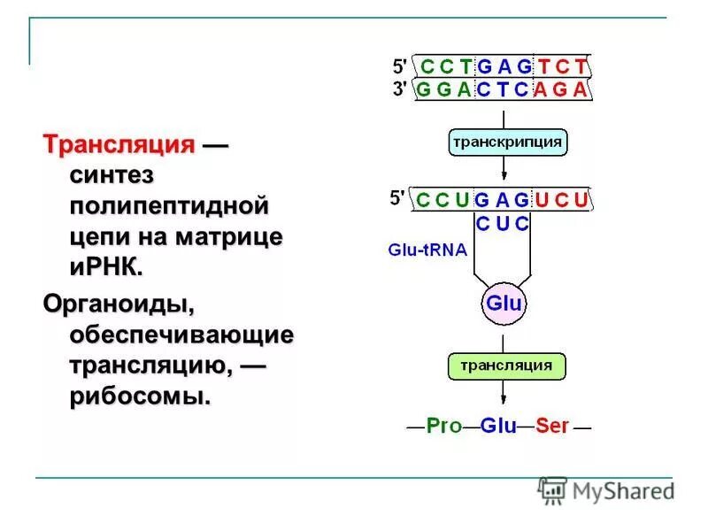 В результате пластического обмена биосинтеза