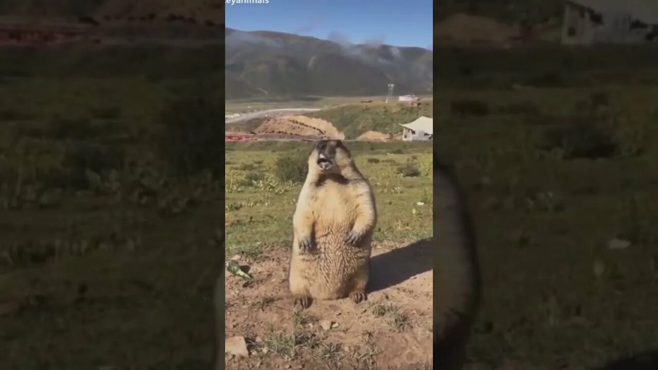 Суслик кричит видео. Кричащий суслик в горах. Суслик орёт в горах.