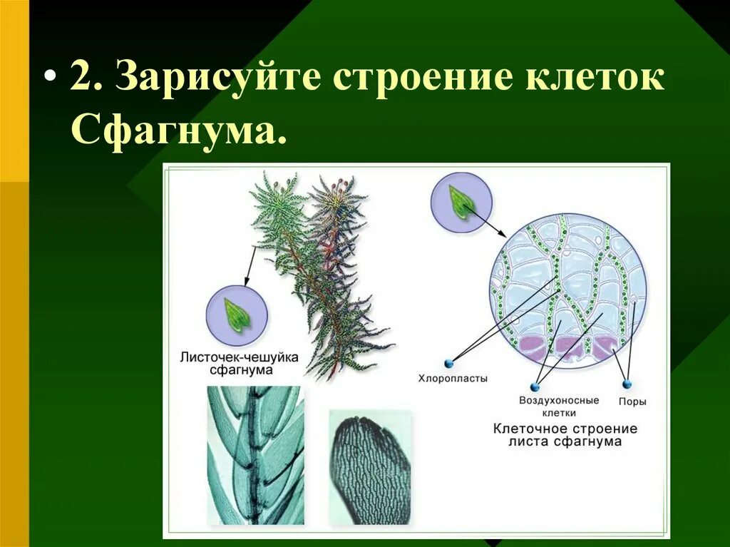 Мох сфагнум строение листа. Строение клеток сфагнума. особенности строения споровых растений. клетка высших растений. высшие споровые строение клетки.