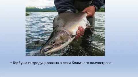 Инвазивное животное