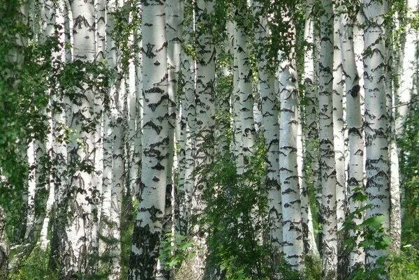 Берёзовая роща Курск. Березовая роща Алматы. Березовая роща Якутии. Березовая роща маленькие Березки.