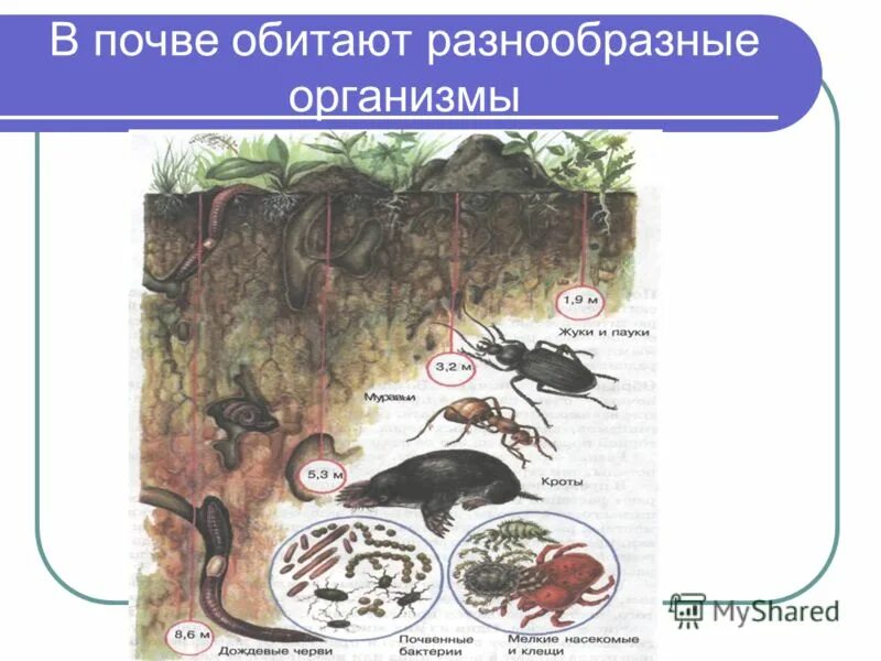 Конспект урока почвенная среда. Обитатели почвы. Организмы живущие в почве.