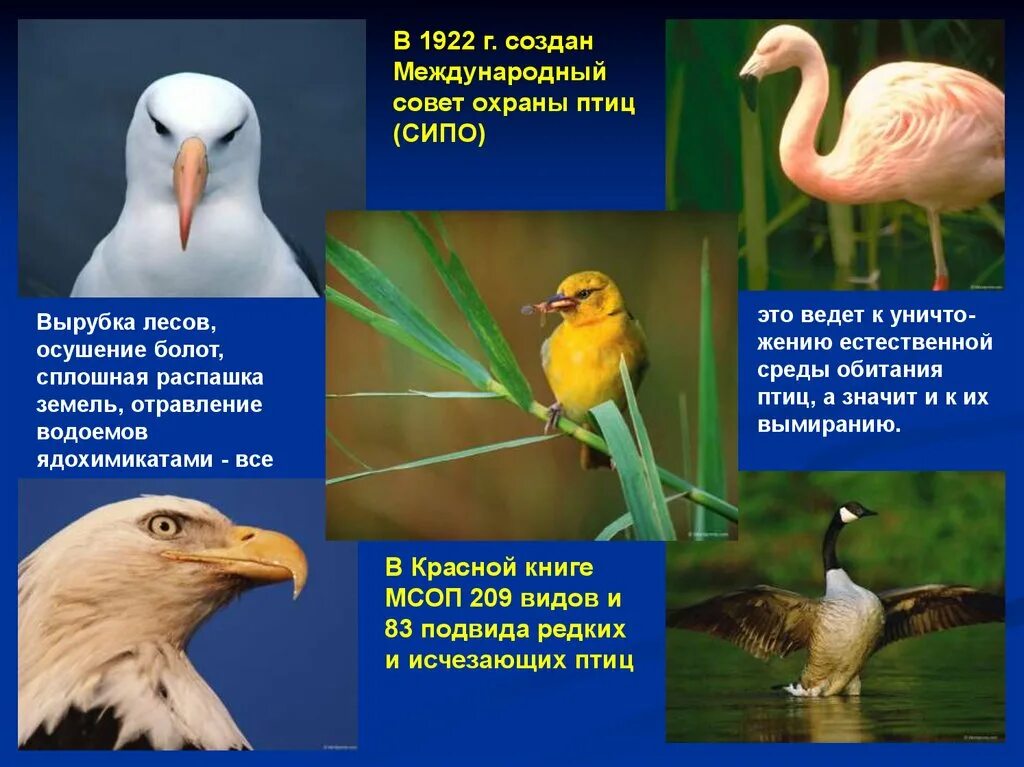 Значение птиц в природе конспект. Редкие птицы вымершие. Охраны птиц биология. Охрана птиц в природе. Птицы красной книги.