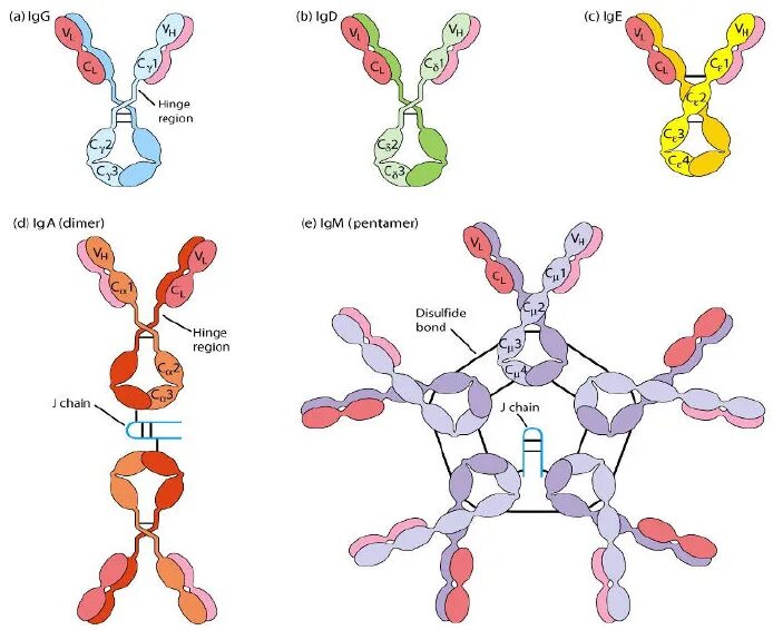 IGM строение иммуноглобулина. Иммуноглобулин м формула. Иммуноглобулин m строение. Иммуноглобулин м IGM 4.