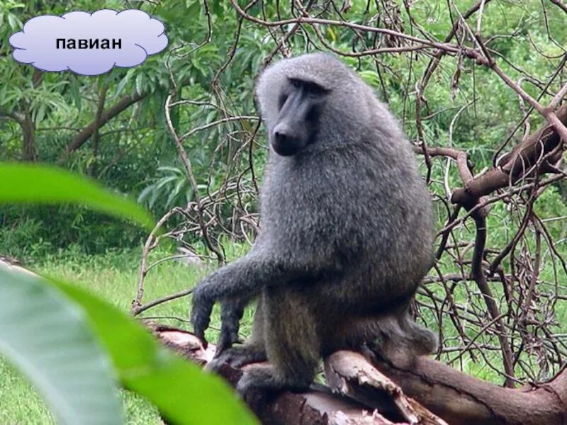 Животные в вечнозеленых лесах. Животные и растения жестколистных вечнозеленых лесов. Жестколистные леса южной америки. Животные жестколистных лесов. Белогрудый валлаби.