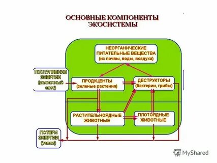 Влияние загрязнений на экосистемы