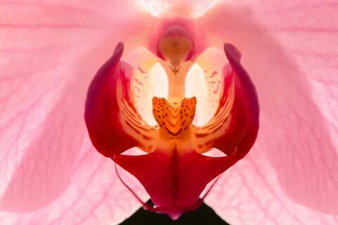 Vulva