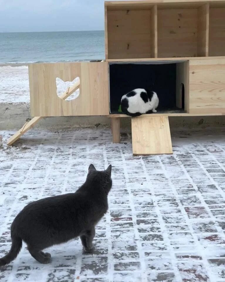 Кот в каске. Домик для кошки своими руками. Строить кошек. Котенок строитель. Кошачий комплекс для мейн куна.