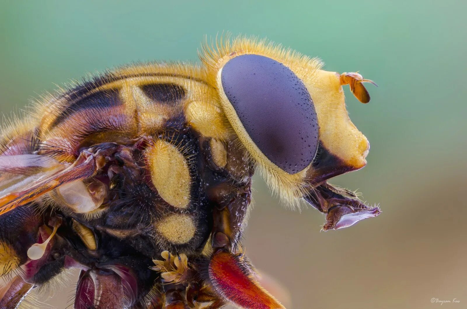 Восковик перевязанный жук. Beetle bee. Жук восковик полосатый. Beetle bee. Beetle bee.