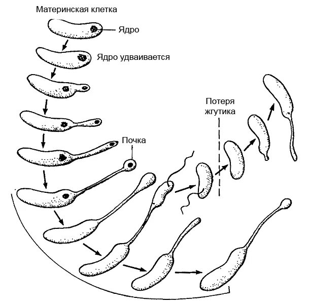 Последовательность жизненного цикла бактерии. Последовательность жизненного цикла бактерии. Жизненный цикл бактерий кратко. Жизненный цикл бактериофага схема. Схема цикла размножения бактериофага.