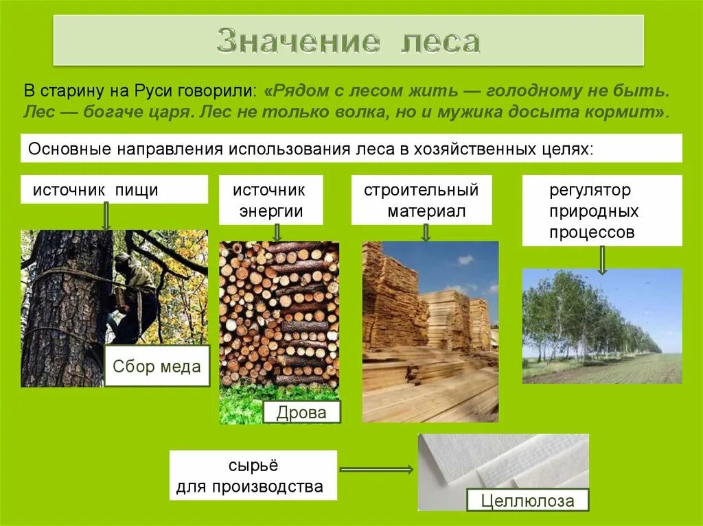 Лесная промышленность презентация 10 класс. Значение древесины. Ресурсы Лесной промышленности. География Лесной отрасли. Использование леса.