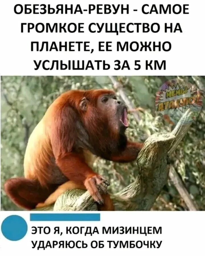 Обезьяна ревун. Обезьяна ревун картинки. Обезьяна ревун мем. Самая шумная обезьяна 5. Краснорукий ревун.