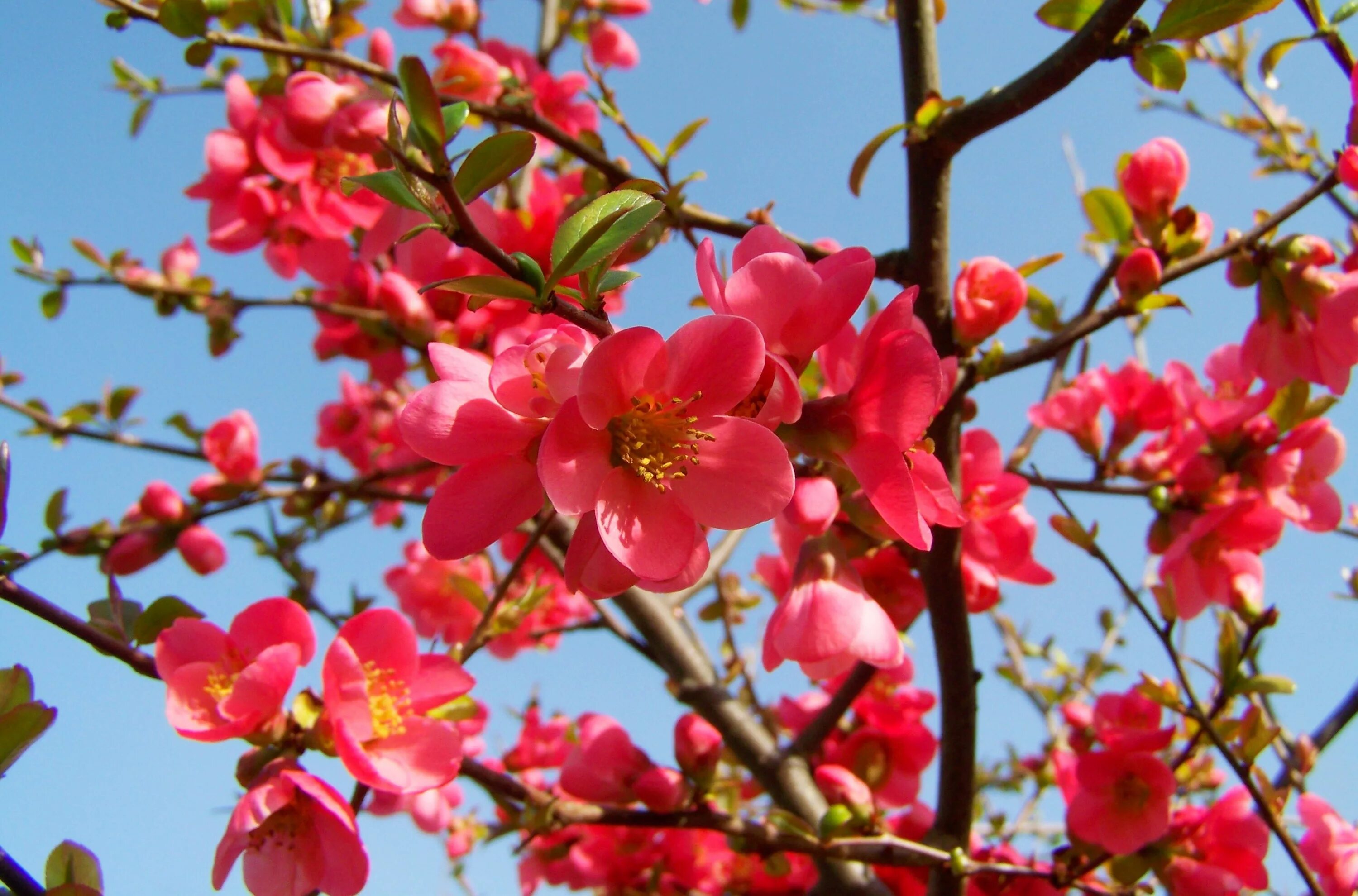 Цветущая айва японская. Айва цветет дерево. Айва японская дерево. Айва хеномелес Юкиготен.
