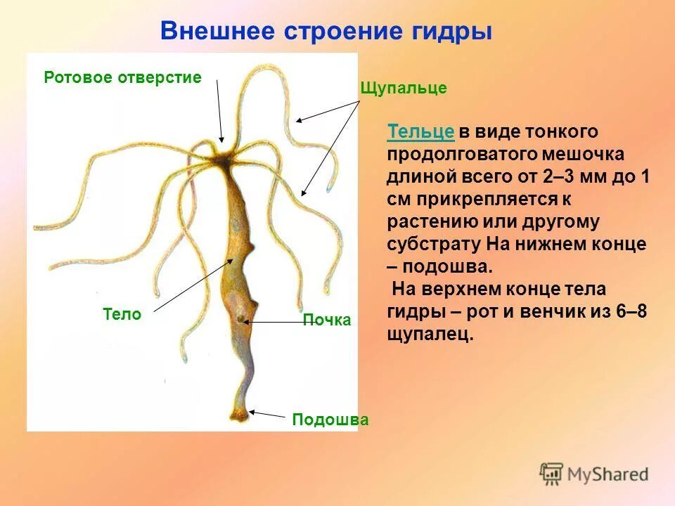 каково внешнее строение гидры. строение тела гидры. строение кишечной полости гидроидных. строение гидры кишечнополостные. гидра стебельчатая строение.