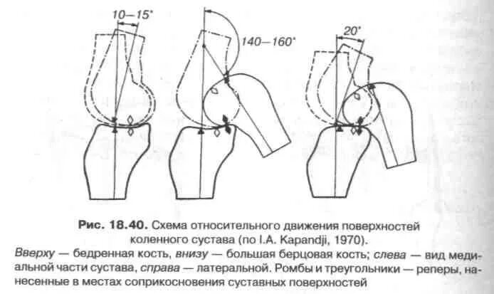 Оси вращения коленного сустава. Мыщелковый сустав биомеханика. Коленный сустав биомеханическая характеристика. Осевая нагрузка на коленный сустав что это. Тесты на коленный сустав