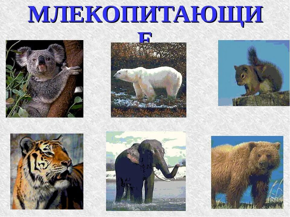 Строение и разнообразие животных. Разнообразие животных 3 класс. разнообразие животных 3 класс окружающий мир. мир животных окружающий мир 3. млекопитающие животные 3 класс.