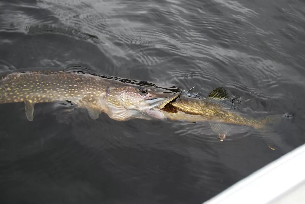 Щука Esox Lucius. Аквитанская щука. Щука-маскинонг. Огромная щука в воде.