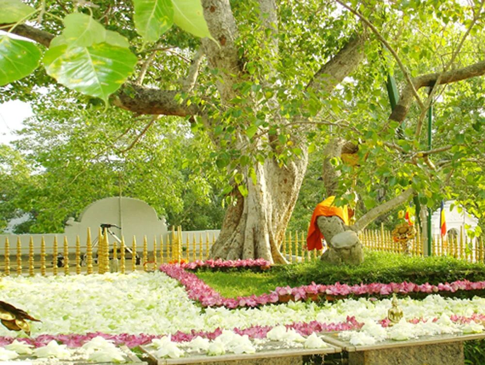 Джайя шри. Sri Maha Bodhi. Дерево Бодхи в Анурадхапуре. Джайя Шри Маха Бодхи. Парк Бодхи Элиста.