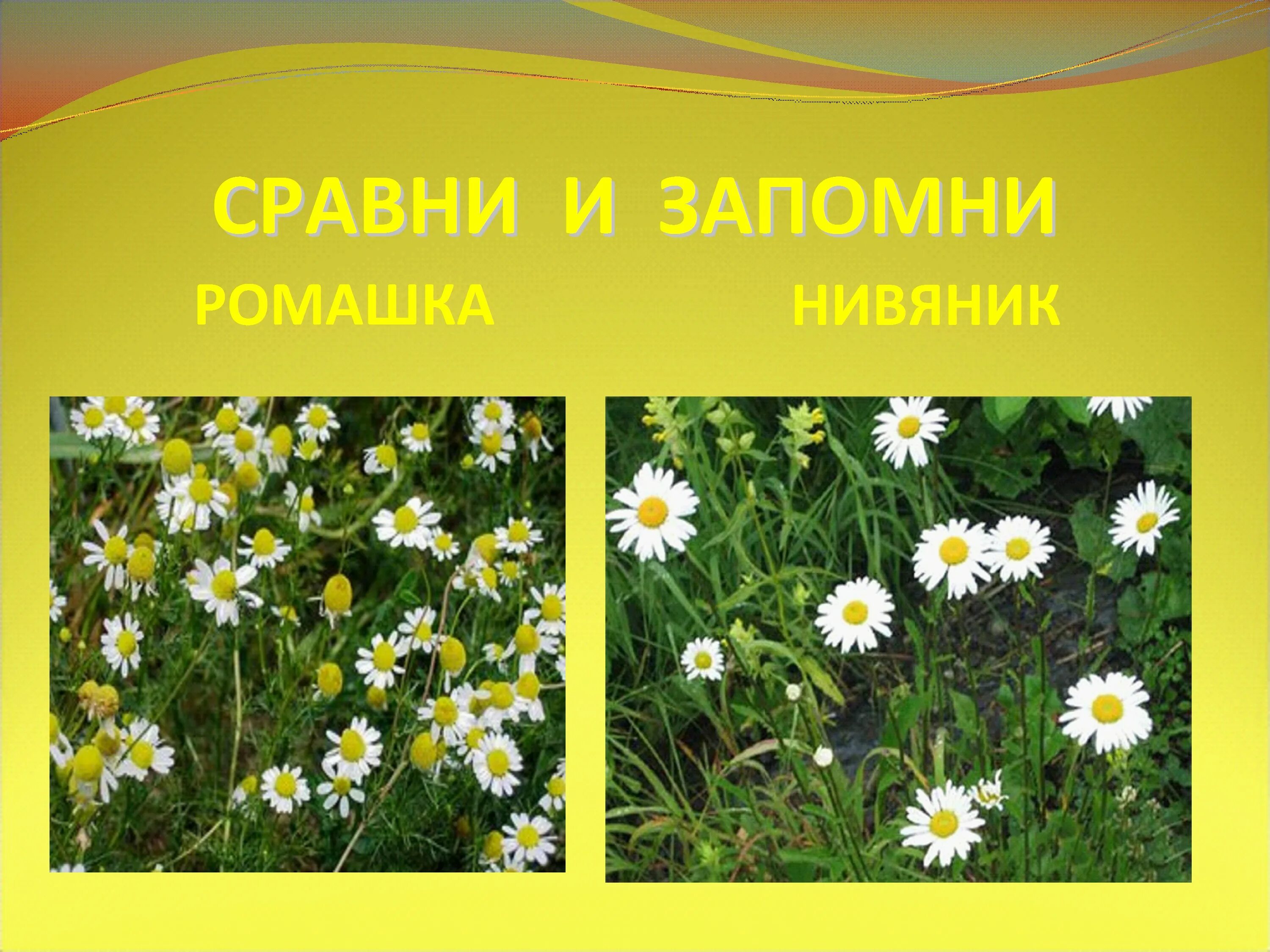 Ромашка тип питания. Нивяник поповник. ромашка нивяник. нивяник и ромашка отличия. ромашка аптечная и нивяник.