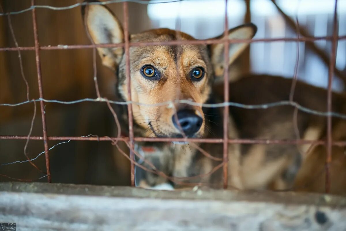 приют для животных лесосибирск