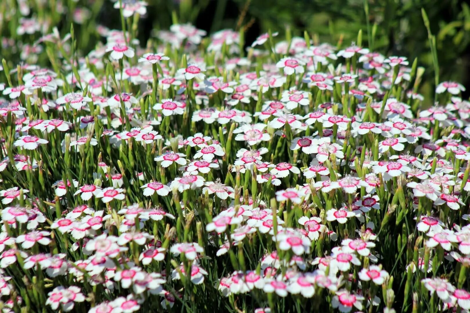 Гвоздика травянка "leuchtfunk" (dianthus deltoides). Травянка фото. Гвоздика травянка многолетняя. Гвоздика травянка многолетняя. Гвоздика травянка самос.