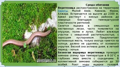 Среда обитания лена