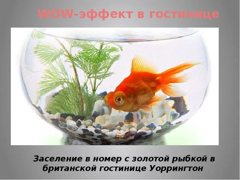 Москва золотая рыбка аквариум. Золотые рыбки вуалехвост аквариумные. Москва золотая рыбка аквариум. Золотая рыбка аквариумная жемчужинка. Москва золотая рыбка аквариум.