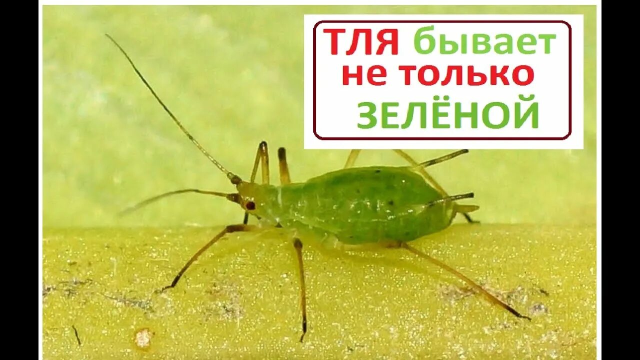 Вредители лрс
