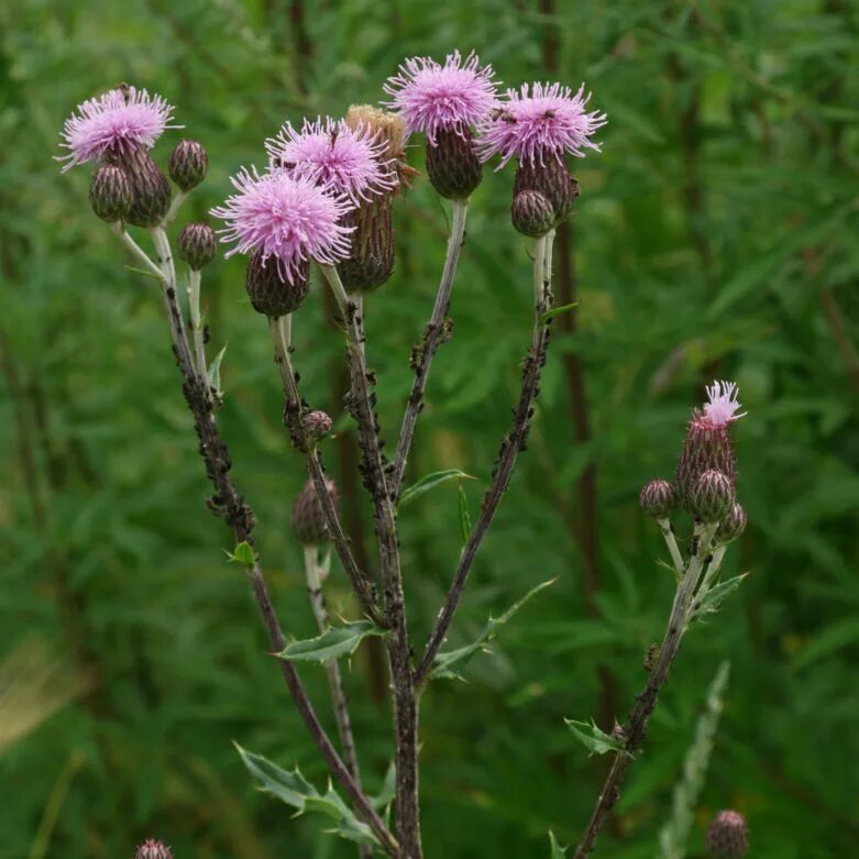 Бодяк полевой (осот). Бодяк полевой (Cirsium arvense). Осот розовый Бодяк полевой. Бодяк полевой (Cirsium arvense SCOP.). Дикорастущие сорняки