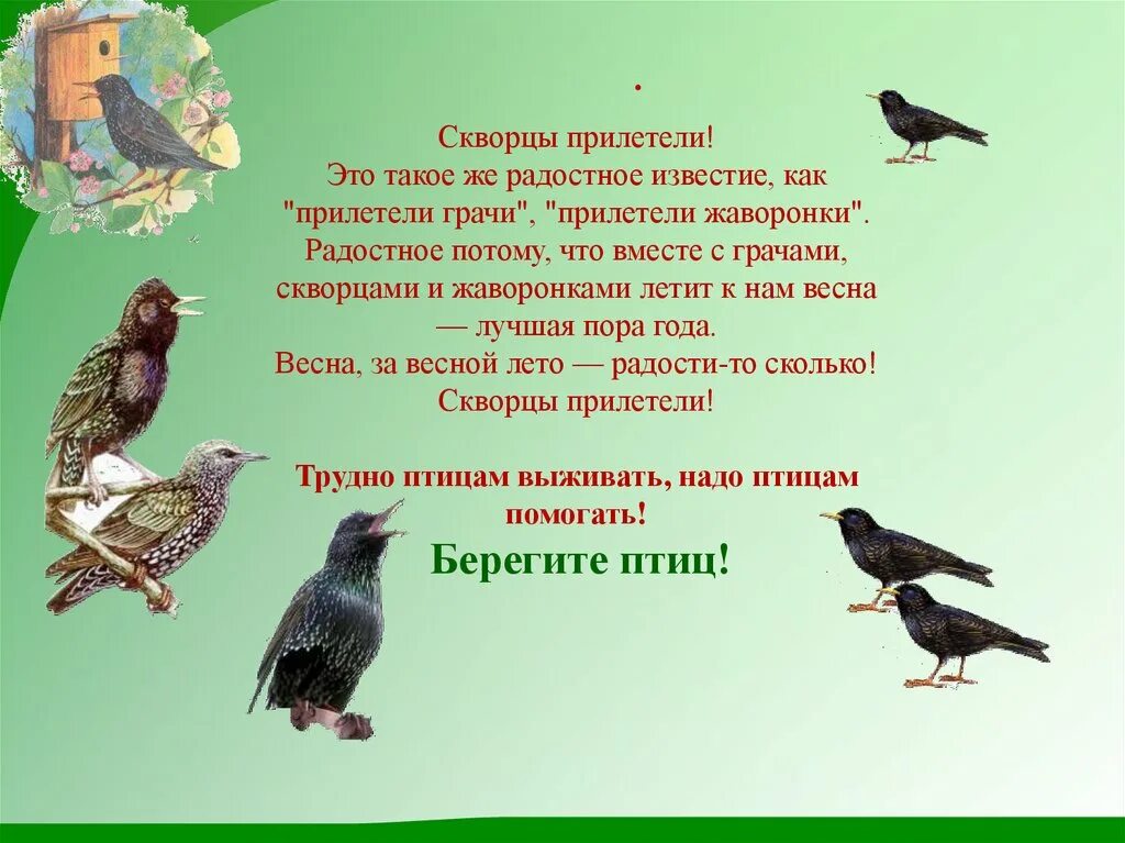 Ребята ждут пернатых гостей. Птицы весной 2 класс. Рассказ о птицах весной. Стихи про весенних птиц. Скворцы прилетели.