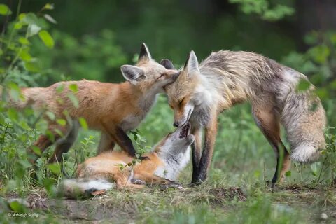 Животные wildlife