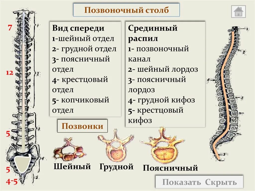 Позвоночный столб определение. Позвоночный столб вид спереди. позвоночный столб таблица отделы. позвоночник вид спереди строение. скелет позвоночника человека с описанием.