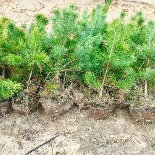 сосна обыкновенная pínus sylvéstris. обои на рабочий стол шишки 4ка.