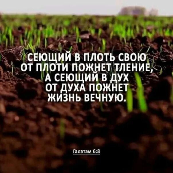 Что посеешь то и пожнешь жизненная ситуация. Что посеет человек то и пожнет библия. где в библии написано что посеет человек то и пожнет. слова из библии что посеешь то и пожнешь. картинки свидетелей иеговы что посеет человек то и пожнет.