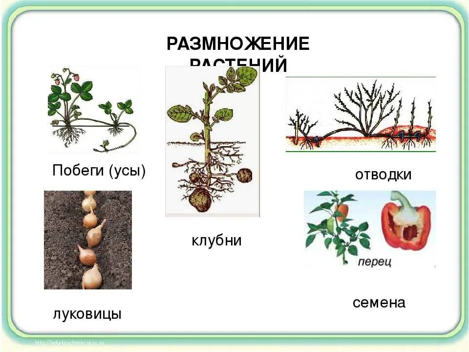 Семенами размножаются имеющие. Размножение растений. Как размножаются растения. Растения которые размножаются. Способы размножения растений.