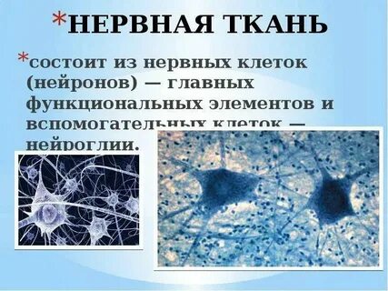 Межклеточное вещество нервной системы