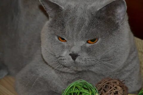 Британская кошка добрая