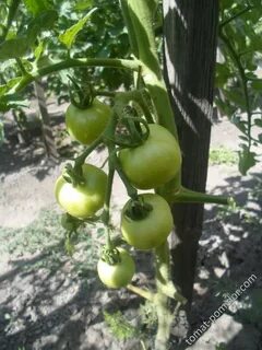 Томат денежный мешок фото