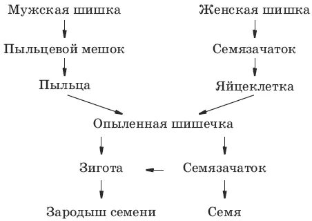 Тест по биологии 6 класс питание