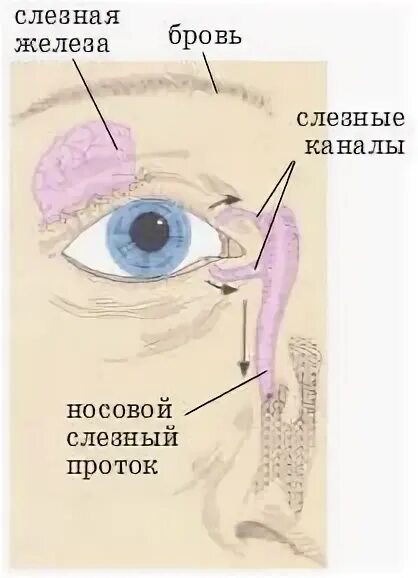 Слезный канал открывается. Строение глаза слезный канал. Расположение слезной железы и носослезного протока. Воспаление слезного канала. Носослезный проток воспаление.