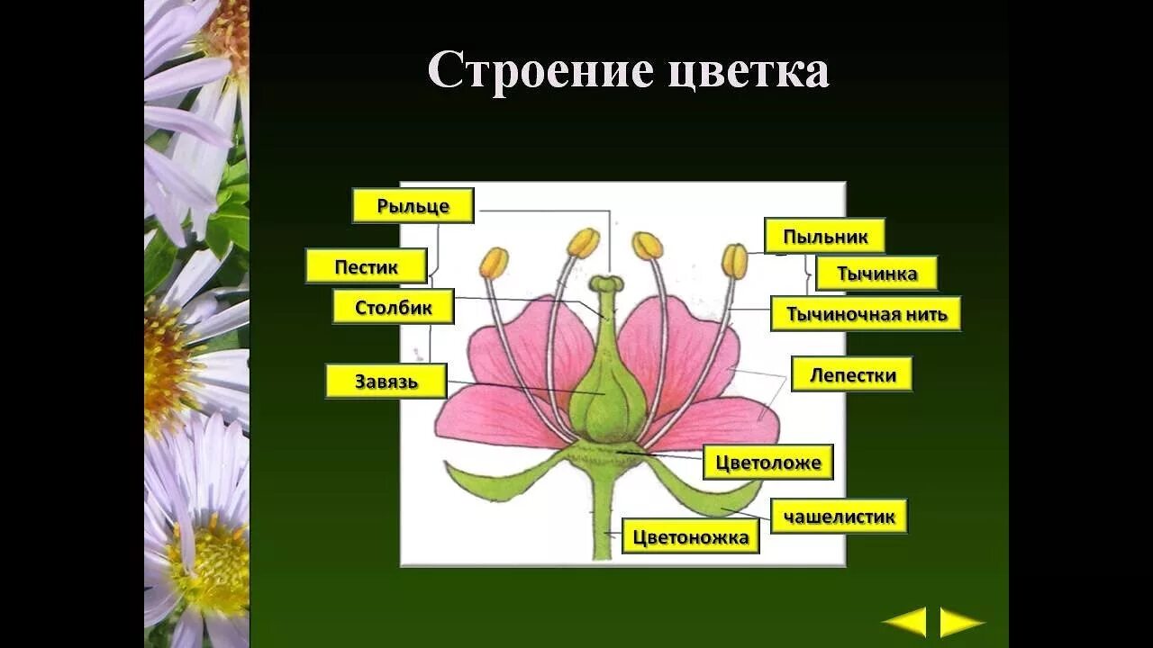 Цветки имеющие только пестики называют тычиночными